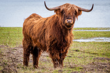 Scottish highlander a beautiful brown wild cow with huge horns in the swampy grass near the rainy river IJssel in the nature reserve near Fortmond, the Netherlands