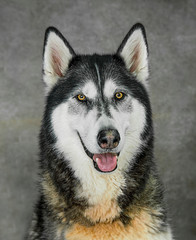 Cute and funny dog photo portrait