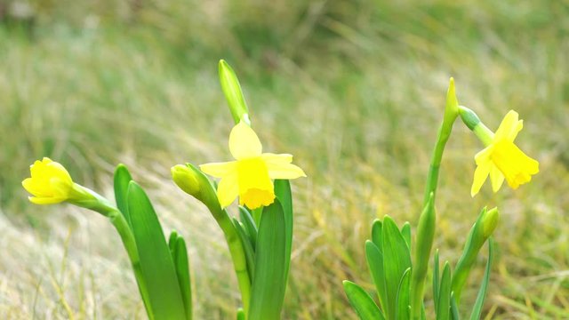 Jonquil in meadow. Spring flower and defocused nature with sunny reflection background