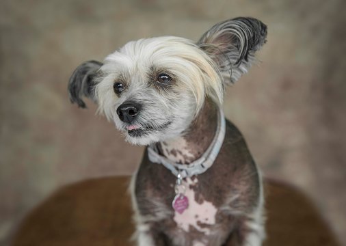 Cute and funny dog photo portrait