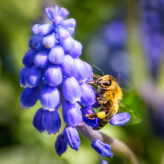 Bee on Violet flowers