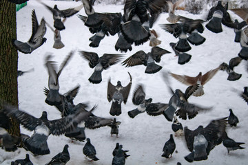 Steaming pigeons look forward to eating in snowy winter