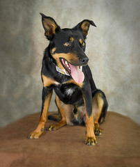 Cute and funny dog photo portrait