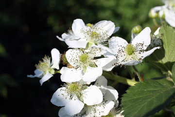 Blackberry blossom. White flowers on plant