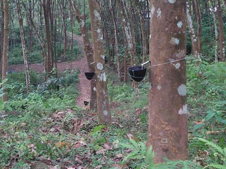 Rubber tree , Hevea brasiliensis, the Pará rubber tree, sharinga tree, seringueira, or, most...