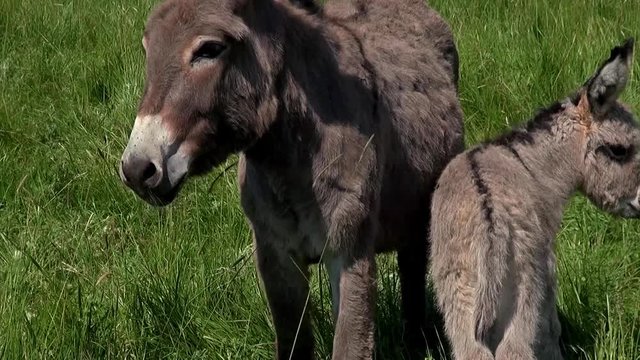 donkey in the nature. Wildlife.