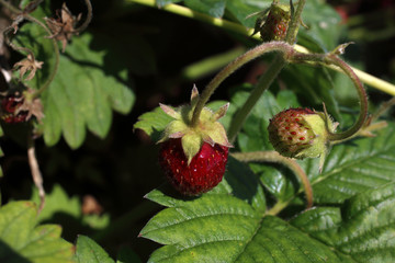 Growing strawberries on field. Little variety