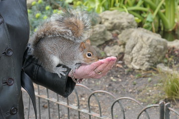 Squirrel’s story in St. James's Park, London, UK