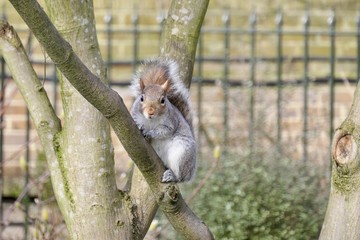 Squirrel’s story in St. James's Park, London, UK