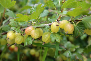 Obraz premium Ripening gooseberries on plant. Harvest