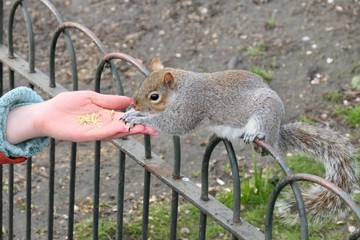 Squirrel’s story in St. James's Park, London, UK