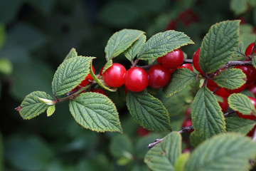 Nanking cherry. Far eastern delicacy