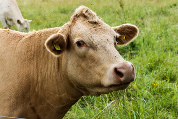 cow