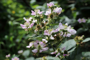 Fototapeta premium Blackberry blossom. Buds, flowers and unripe berries