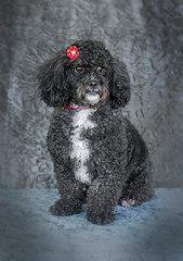 Cute and funny dog photo portrait