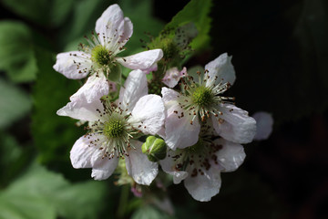 Blackberry blossom. Buds, flowers and unripe berries