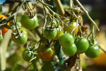 Growing Tomatoes in Your Own Garden - Environment and Healthy Food