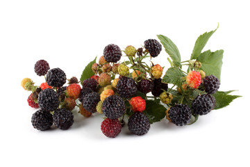 Group of black raspberry (Rubus idaeus)