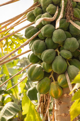 Papaya-Pflanzen auf Permakultur-Plantage im Senegal