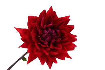 Growing red dahlia isolated on white