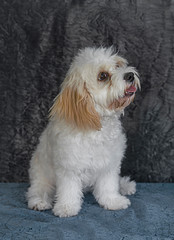 Cute and funny dog photo portrait