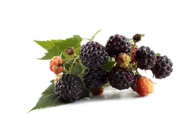 Black raspberry cluster (Rubus idaeus)