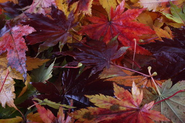 Naklejka na ściany i meble Multicolor autumn maple leaves background