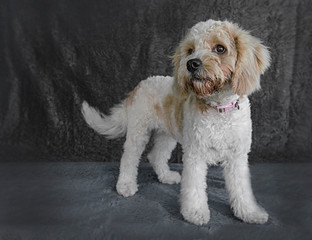 Cute and funny dog photo portrait