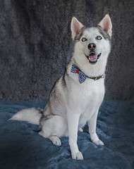 Cute and funny dog photo portrait