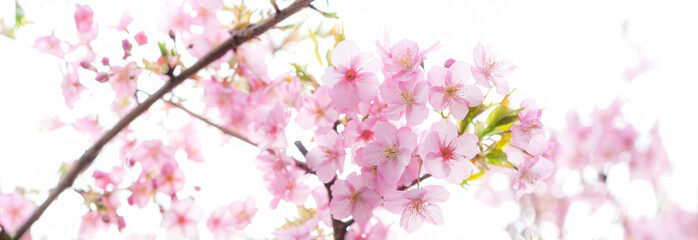 満開の桜 河津桜 パノラマ