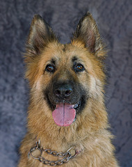 Cute and funny dog photo portrait