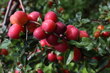 Growing plums on tree. Harvest