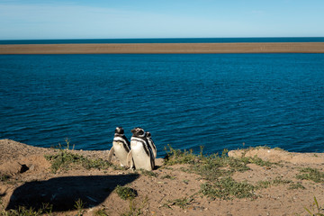 A colony of penguins at the Peninsula Valdes in Argentina, South America.