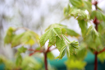 Young maple leaves on tree. Spring background