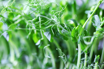 Fototapeta na wymiar Selective focus. Pea microgreen. Fresh juicy sprouts of peas. Trace elements. Superfoods.