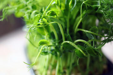 Selective focus. Pea microgreen. Fresh juicy sprouts of peas. Trace elements. Superfoods.