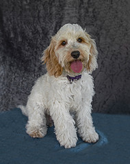 Cute and funny dog photo portrait