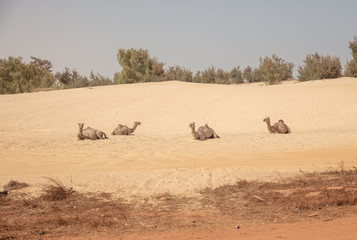 wartende Kamele (Dromedare) auf Sanddüne mit Büschen