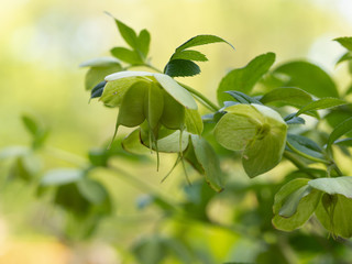 Helleborus flower blooming in spring garden background