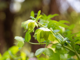 Helleborus flower blooming in spring garden