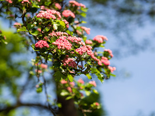Crataegus Laevigata tree (Paul's Scarlet) blooming in spring