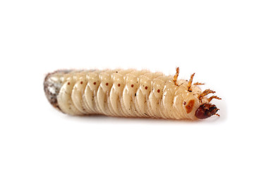 Green rose chafer larva. Useful insect. Larvas improve soil (recycle organics)