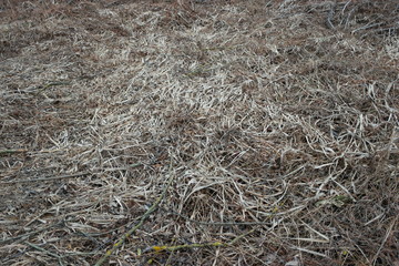  gray grass