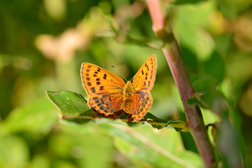 Großer Feuerfalter (Lycaena dispar) Weibchen	