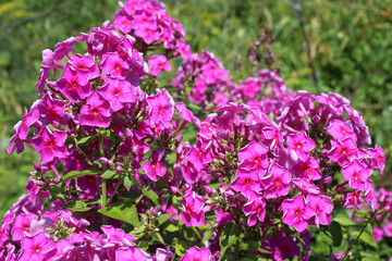 Pink phlox growing in garden