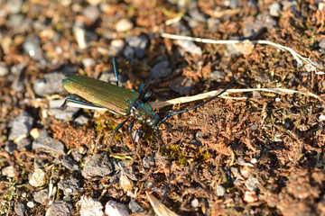 Moschusbock (Aromia moschata)	