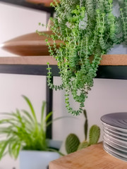 Industrial open shelf cupboard filled with numerous house plants in pots such as a jade necklace plant creating an urban jungle