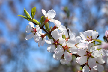 Nanking cherry blossom and sky