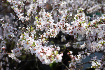 Nanking cherry blossom. Spring flowers