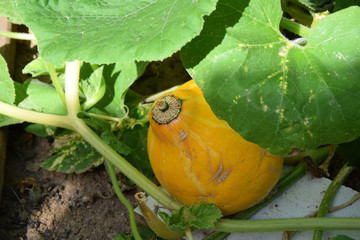 Growing Eatable Pumpkins in the Garden